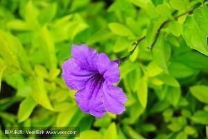 发朋友圈早安的句子简短