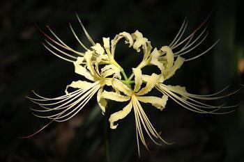 齐心抗击新冠肺炎的说说 武汉挺住的说说句子摘抄14句