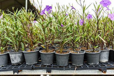 关于邂逅浪漫的唯美句子46句