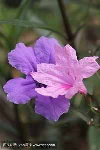 2021母亲节简短优美的祝福语精选107句