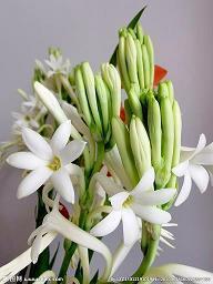 很甜很撩的短句 撩妹情话文案(精选35句)