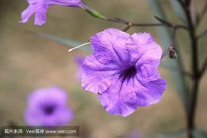 三八感恩老婆的句子