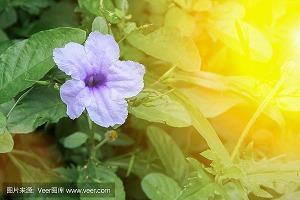 今日处暑发朋友圈 处暑节气谚语(精选52句)