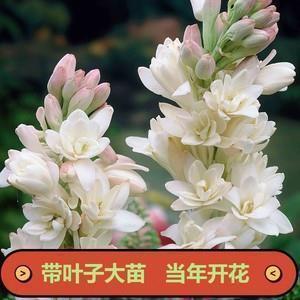 八一建军节手抄报句子(精选28句)