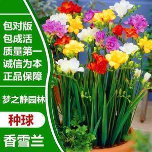 形容人不后悔的句子