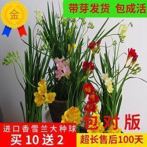关于益智类玩具的广告语