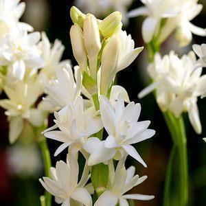 关于姐弟恋的感悟句子(精选12句)