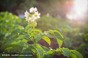 520朋友圈表白文案大全
