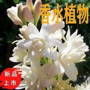 圣诞节朋友圈祝福文案(精选83句)