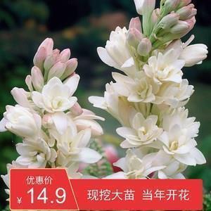 一个人涵养很高的文案大全大全，新发句子大全推荐(精选24句)