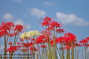 暗恋一个人的句子伤感