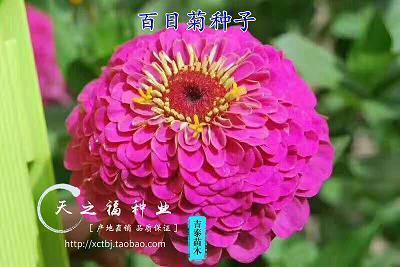 想要什么就去努力争取 句句穿心大实话说说