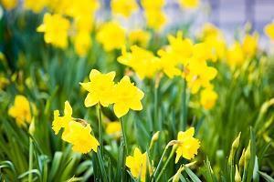 写人物十分开心的句子