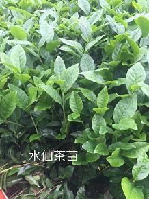 冬天雪景的优美句子