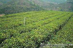 药店吸引顾客的广告语：妙手选好药仁方保大家