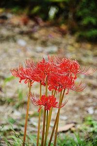 元宵节经典说说大全78句