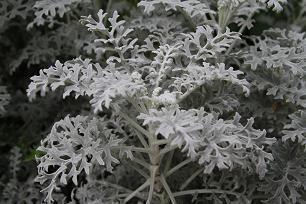 描写草的四字词语和句子段落