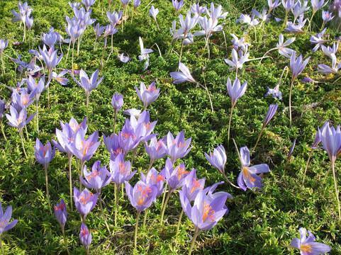 2021清明祭奠先烈寄语汇总74句