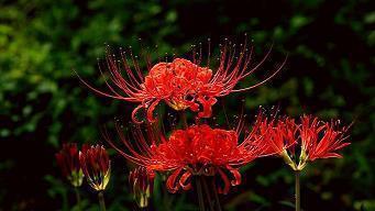 文艺范爱情句子