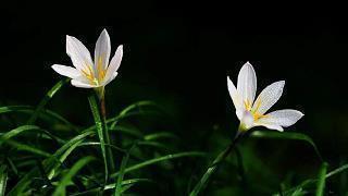 思念老婆感动哭的句子