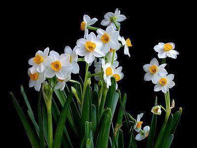 听音乐陶醉享受描写 动听的歌声让人陶醉的句子(精选62句)