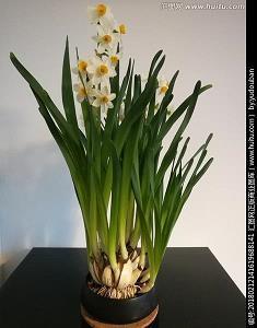 三八节经典祝福句子 祝女人节日快乐的祝福语