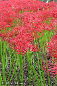 正能量的短句子经典