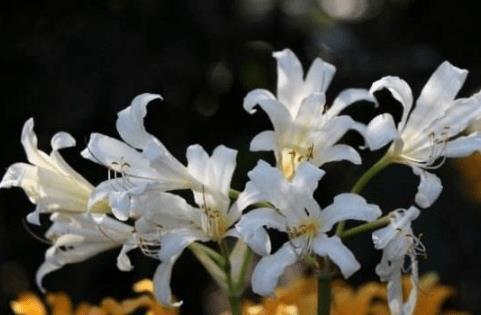 描写快乐时光的句子38句