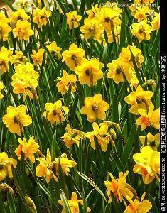 一个陌生女人的来信读后感 一个陌生女人的来信电影经典台词