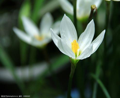 写给女朋友的情话文案(精选36句)