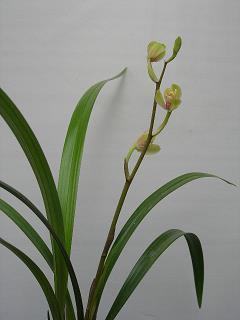 山盟海誓情话的句子