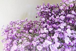 关于樱花的优雅语录 关于樱花经典语录25句