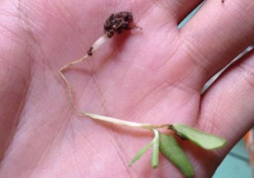 吕子乔经典语录，吕子乔的名句汇编47句