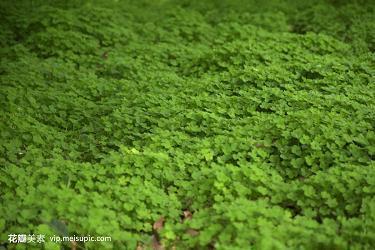 形容元宵节的唯美句子36句