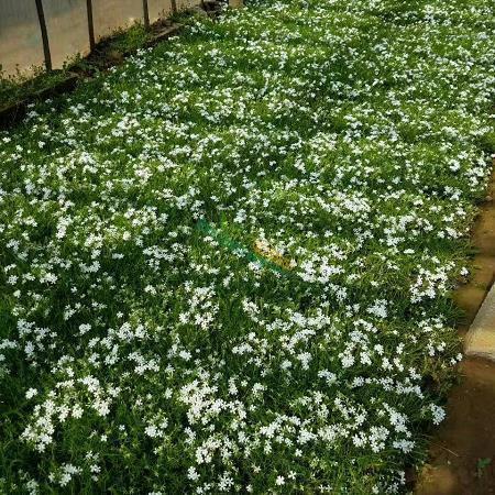 心态好格局大的句子简单的