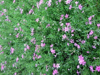 臭美网令人心碎的句子