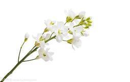 女儿对父亲感恩的话