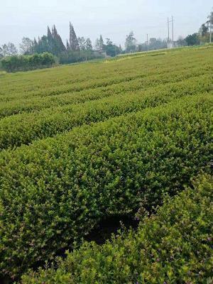 外出的心情句子 旅游，放松心情，用眼睛享受风景推荐35句