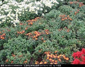 励志初中生语句(82句)