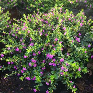 不想谈恋爱发朋友圈的句子推荐32句