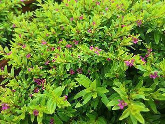 女人奋斗正能量的句子