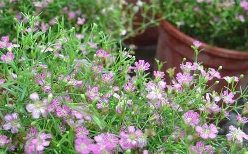 花样英文网名 比情兽更禽兽
