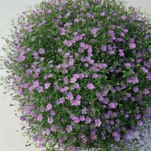 发朋友圈表扬孩子的话 发朋友圈赞美儿子的句子(精选65句)