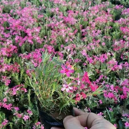 表白的长句子大全汇总58句