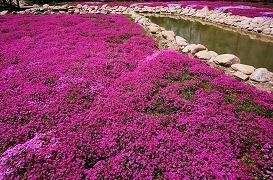 很拽很酷很高冷的句子锦集19句