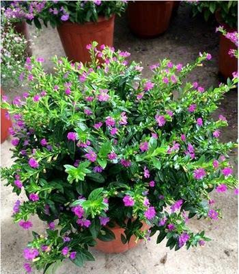 宝宝开心幸福的句子