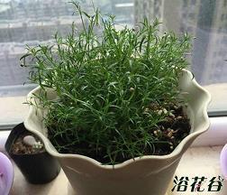 愚人节整人空间说说52句