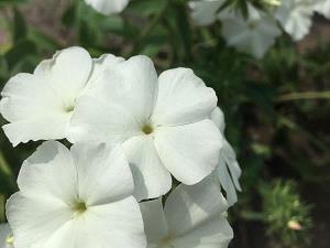 珍惜幸福学会感恩的句子