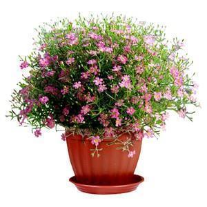 形容母爱伟大的句子50字(精选26句)