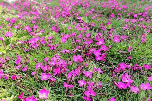 2021适合立秋发的句子简短(精选76句)